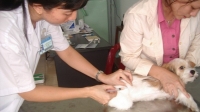 TP HCM có tỷ lệ tiêm phòng bệnh dại đạt trên 90% tổng đàn chó mèo