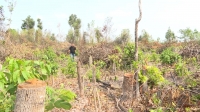 Cận cảnh vụ phá rừng quy mô lớn khu vực giáp ranh Gia Lai – Đăk Lăk