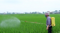 Nam Định: Tập trung phòng trừ sâu bệnh trên lúa vụ xuân 2024