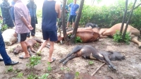 Trời mưa giông, sét đánh chết 8 con bò ở Quảng Bình