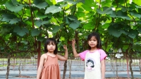 Trải nghiệm vườn nho hạ đen trĩu quả ở ngoại thành Hà Nội