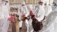 Dịch cúm gia cầm H5N1 bùng phát tại Hồ Nam, Trung Quốc