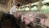 Giá lợn hơi hôm nay (7/4): Đứng im ở mức 80.000 đồng/kg
