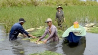 Cà Mau: Huyện Cái Nước đẩy mạnh nhân rộng các mô hình sản xuất hiệu quả