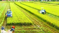 Nông nghiệp Việt Nam và thách thức vượt “bão” virus Corona