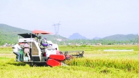 Huyện Hưng Nguyên (Nghệ An): Trong khó khăn, nông nghiệp - công nghiệp vẫn phát triển