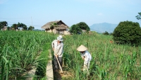 Cơ hội và thách thức cho nông sản Việt