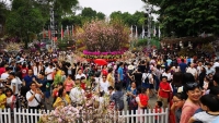 Lễ hội hoa anh đào Nhật Bản – Hà Nội 2019 kéo dài thêm 1 ngày phục vụ du khách