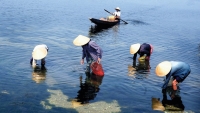 Quảng Điền - Thừa Thiên Huế: Du lịch sinh thái phát triển theo hướng bền vững