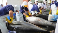 Xuất khẩu cá ngừ tăng đột biến tại một số thị trường lớn