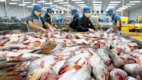 Xuất khẩu cá tra vào ASEAN tăng mạnh