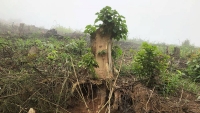 Nghệ An: Bắt giam nhóm cán bộ Ban quản lý rừng phòng hộ làm giả hồ sơ chiếm đoạt tiền tỷ
