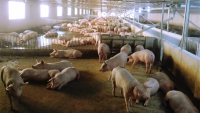 Giá lợn hơi quay đầu giảm mạnh, “thủ phủ chăn nuôi” tạm ngưng tái đàn