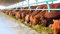 Thay đổi căn bản để ngành chăn nuôi gia súc ăn cỏ phát triển mạnh