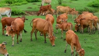 Việt Nam có rất nhiều tiềm năng để phát triển ngành chăn nuôi gia cầm và chăn nuôi gia súc ăn cỏ