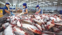 Xuất khẩu cá tra vào Trung Quốc “sáng cửa” cán đích 1.5 tỷ USD