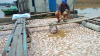 Phó Thủ tướng Thường trực chỉ đạo xử lý triệt để vụ cá chết trên sông La Ngà, Đồng Nai