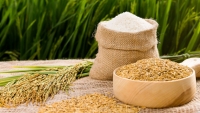 Xuất khẩu gạo vẫn giảm mạnh trong 5 tháng đầu năm