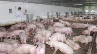 Đồng Nai: Chi 1,5 tỷ đồng hỗ trợ hộ chăn nuôi lợn trên địa bàn