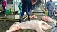 TP.HCM: Xử lý dứt điểm tình trạng giết mổ gia súc 