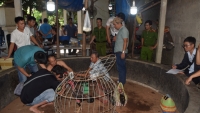 Thừa Thiên – Huế: Bắt quả tang hàng chục đối tượng đánh bạc dưới hình thức đá gà