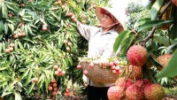 Nâng thế chủ động cho nông sản Việt khi hội nhập