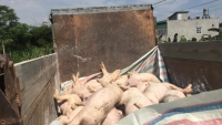 Phú Thọ:  Mỗi ngày trung bình có hàng chục ổ dịch tả lợn châu Phi mới xuất hiện trên địa bàn