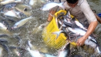 ASEAN là thị trường đầy tiềm năng với sản phẩm cá tra