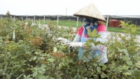 Hà Nội: Hoa hồng rục rịch tăng giá, người trồng hoa Tây Tựu phấn khởi trở lại cánh đồng