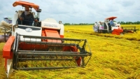 Việt Nam giữ ổn định 3,5 triệu ha đất trồng lúa