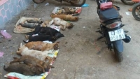 Đắk Lắk: Điều tra làm rõ một nhóm đối tượng gây ra nhiều vụ trộm chó