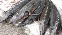 Tổng cục Hải quan: Xử lý dứt điểm các lô hàng cá tầm nhập khẩu