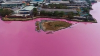 Bà Rịa-Vũng Tàu: Xử phạt 372 triệu đồng doanh nghiệp làm nước hồ đổi màu hồng