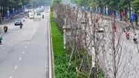 Hà Nội: Sẽ thay thế hàng cây phong lá đỏ đường Trần Duy Hưng, Nguyễn Chí Thanh