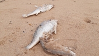 Cá chết bất thường trên bãi biển ở Nghệ An