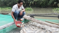 Bình Dương: Xác minh nguyên nhân cá chết trên sông ở Dầu Tiếng