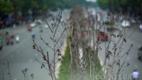 Hà Nội: Cận cảnh hàng cây phong lá đỏ héo khô, bong tróc sắp được chuyển đi nơi khác