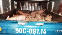 Bắt xe ô tô vận chuyển 50 con lợn giống nhiễm dịch tả lợn châu Phi