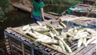 Phát hiện thêm 1 cơ sở xả thải xuống sông Mã khiến cá lồng chết hàng loạt