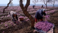 Nhụy hoa đắt đỏ được thu hoạch thế nào để có giá hàng trăm triệu đồng 1kg