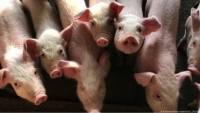 Cuộc chiến chống sốt giá thịt lợn của Trung Quốc định hình lại ngành chăn nuôi trị giá 300 tỷ USD