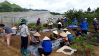 Xem xét kỷ luật Giám đốc Trung tâm Khuyến nông và Dịch vụ nông nghiệp tỉnh Lào Cai