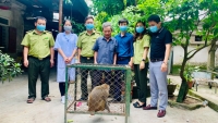 Hà Tĩnh: Khỉ đuôi lợn và cu li nhỏ được bàn giao cho Vườn Quốc gia Vũ Quang