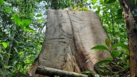 Lào Cai: Chủ tịch tỉnh giao cho công an điều tra làm rõ vụ phá rừng Hoàng Liên