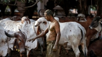 Bác sĩ Ấn Độ cảnh báo không nên dùng… phân bò để chữa COVID