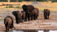Doanh thu du lịch giảm vì Covid, Zimbabwe bán quyền săn voi sắp tuyệt chủng lấy tiền