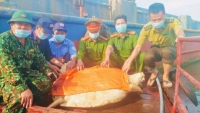 Hà Tĩnh: Thả rùa quý hiếm nặng hơn 80 kg về biển