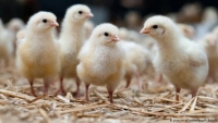 Chính phủ Đức ra sắc lệnh cấm giết gà trống