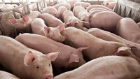Campuchia hạn chế lợn nhập khẩu lợn từ Việt Nam: Bộ Công Thương lên tiếng
