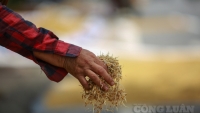 Hà Nội: Cả tấn lúa mọc mầm, người dân thiệt sau cơn bão số 2